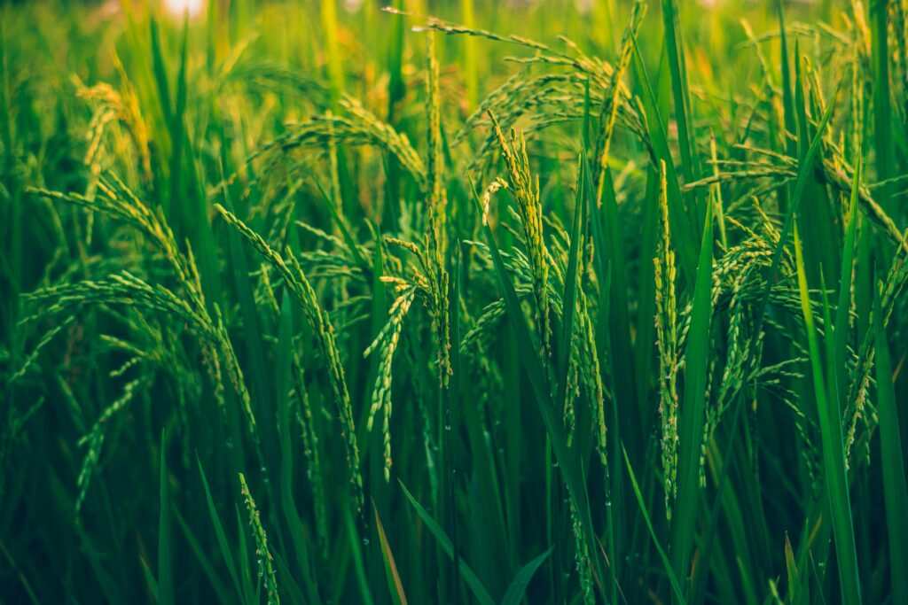 Uprawy roślin energetycznych które mogą zostać przeobrażone w energię biomasy